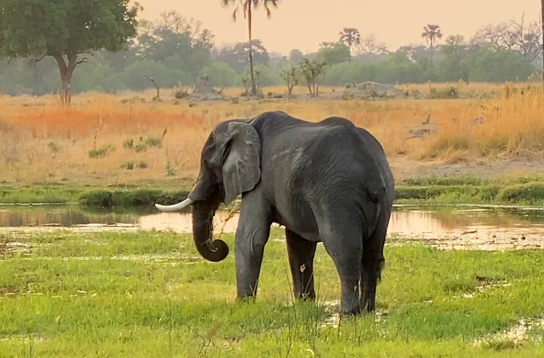 Afrika: Die letzten großen Bullen – Botswanas stiller Kampf um seine Elefanten